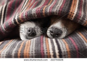 stock-photo-couple-of-dogs-in-love-sleeping-together-under-the-blanket-in-bed-222755026
